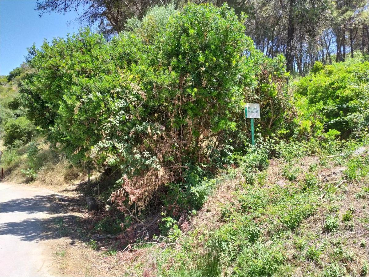 Vivienda Majaceite Leilighet El Bosque Eksteriør bilde